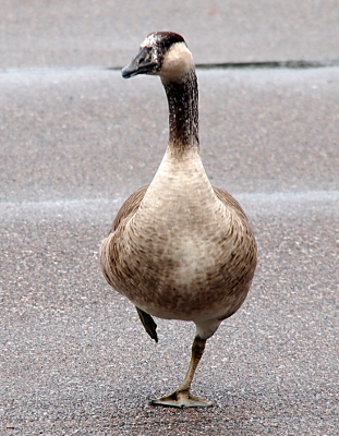 [Goose is walking on pavement toward the camera. Its head is turned slightly to the left and cream-colored sections are visible in the black of its beak. It has a white patch around its bill and heading up the center of its head where it stops between the eyes. Its neck is a brown-white mix rather than dark black. One foot is pulled near its body with only the very bottom of the webbing visible. The other foot is flat on the ground and is a light-brown color. ]